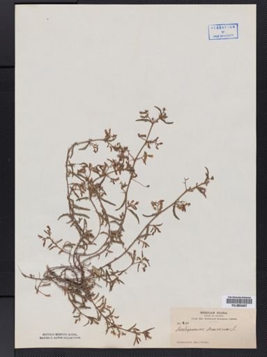 Aeschynomene