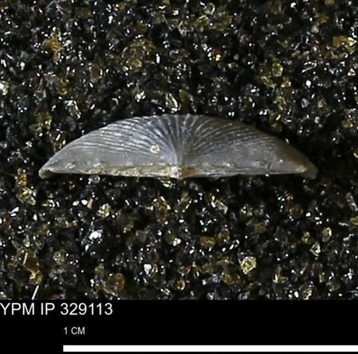 Chonetes scitulus