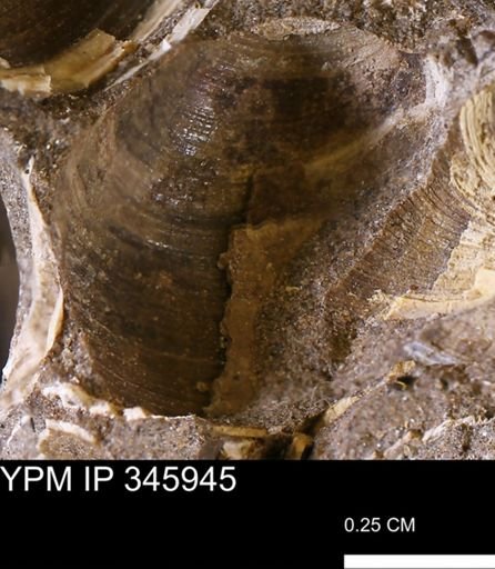 Limopsis striatopunctatus
