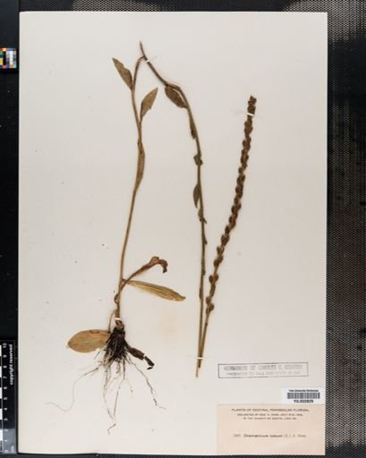 Chamaelirium luteum