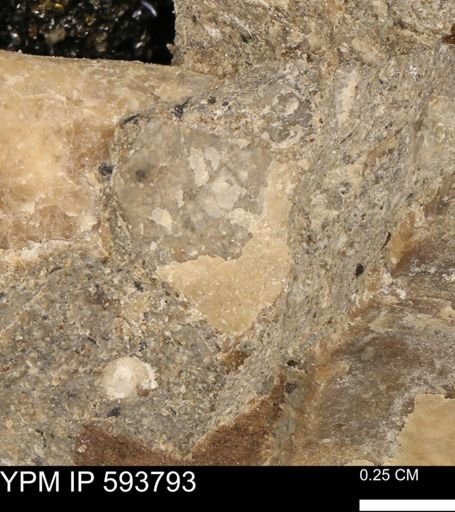 undet. Mollusca