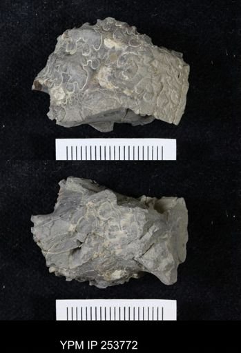 Scaphitidae