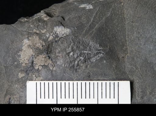 Eurypterida