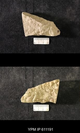 taxon undetermined