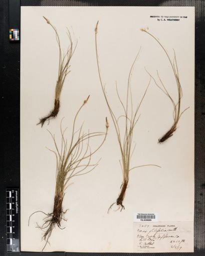 Carex filifolia