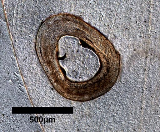 Uta stansburiana