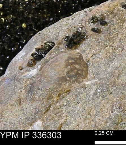 undet. Bivalvia
