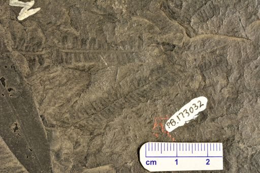 Pecopteris sp.