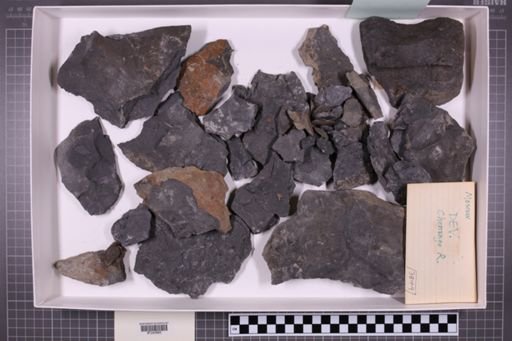 mixed taxa, stratigraphic collection