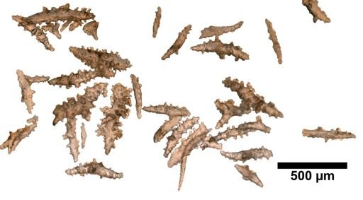 Paramuricea intermedia