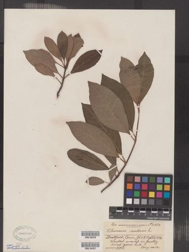 Viburnum nudum