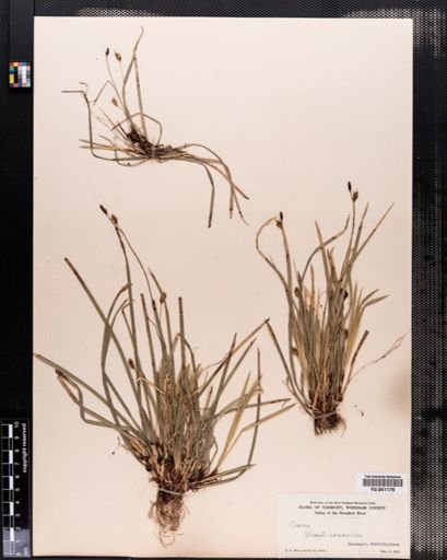 Carex pedunculata