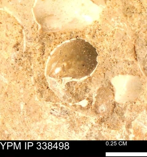 undet. Gastropoda
