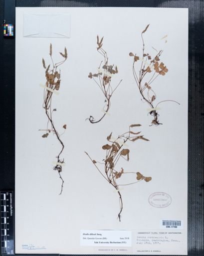 Oxalis corniculata