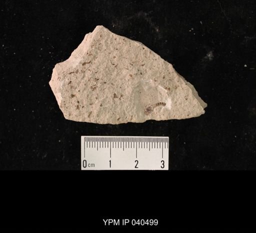Hexapoda