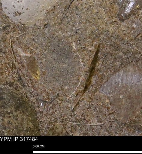 undet. Mollusca