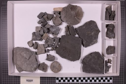 mixed taxa, stratigraphic collection