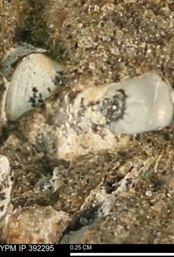 Protocardia subquadrata