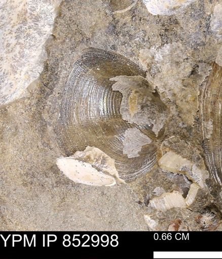 Limopsis striatopunctatus