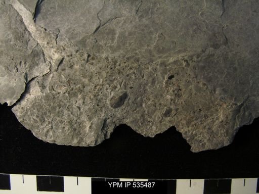 undet. Ostracoda
