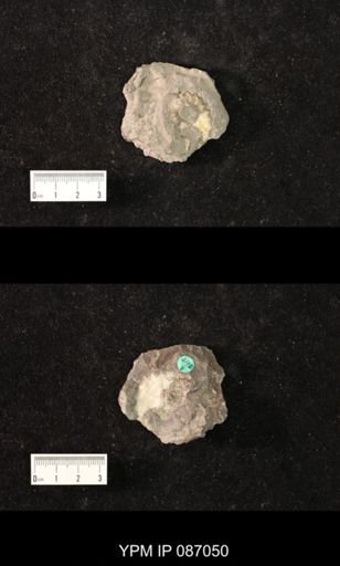 Trocholites desertus