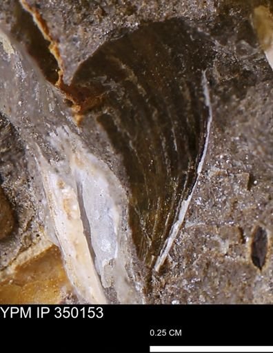 undet. Bivalvia