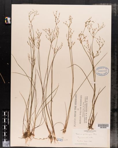 Juncus pelocarpus