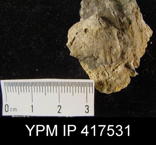 Eatonia medialis