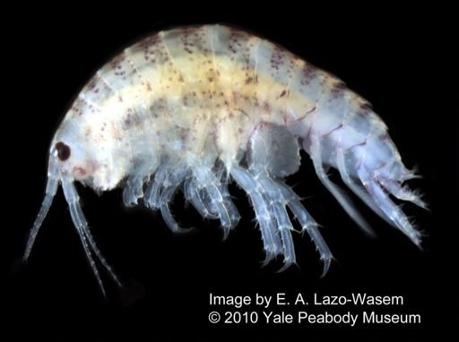Hyalella azteca