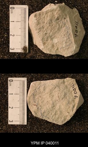 Hexapoda
