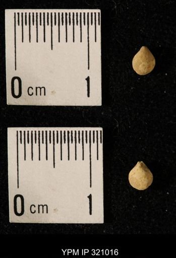 Dielasma elongatum