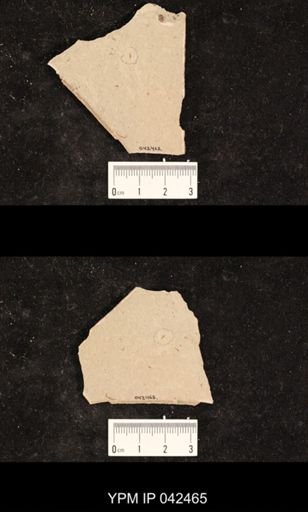 undet. Hexapoda