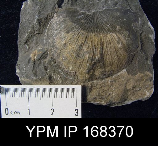 Strophonella punctulifera