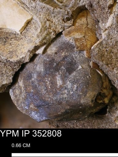 undet. Bivalvia