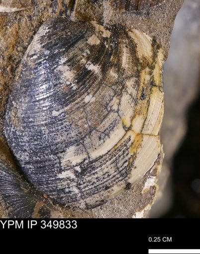 Limopsis striatopunctatus