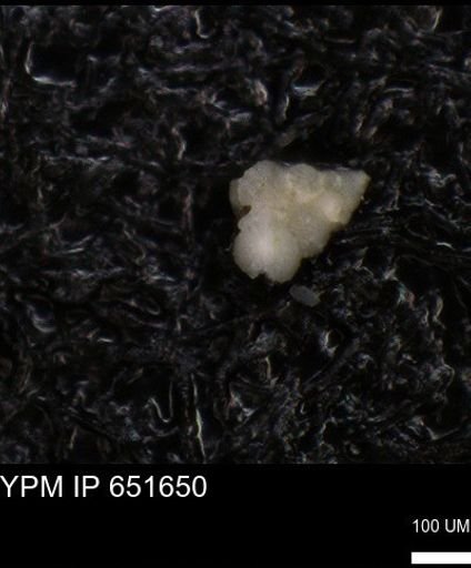 undet. Heterohelicidae