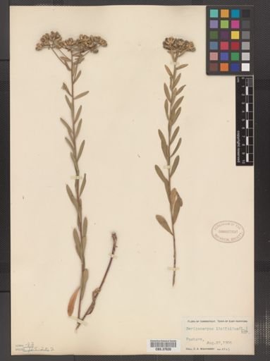 Sericocarpus linifolius