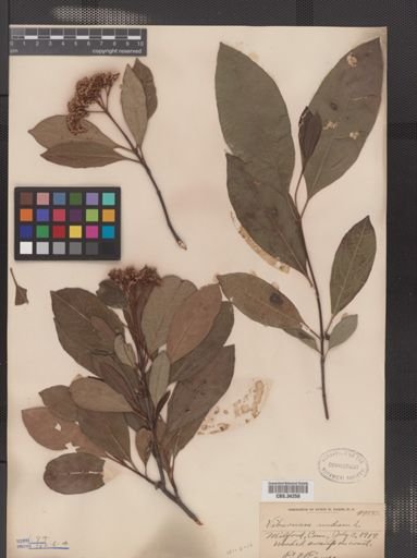 Viburnum nudum