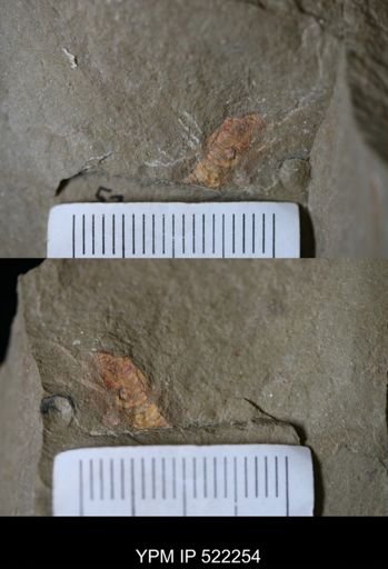 undet. Arthropoda