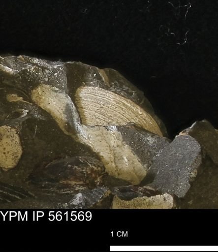 Limopsis striatopunctatus