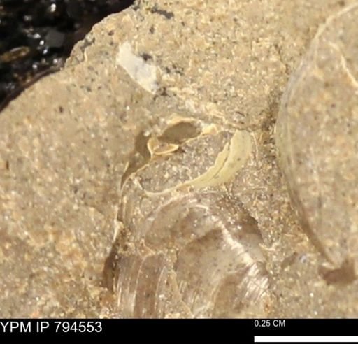 Protocardia subquadrata