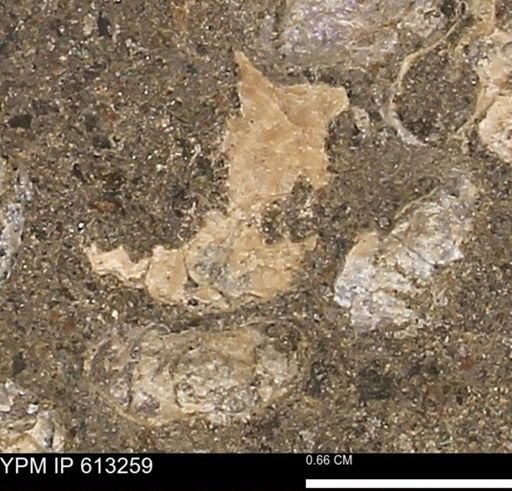 Scaphites sp.