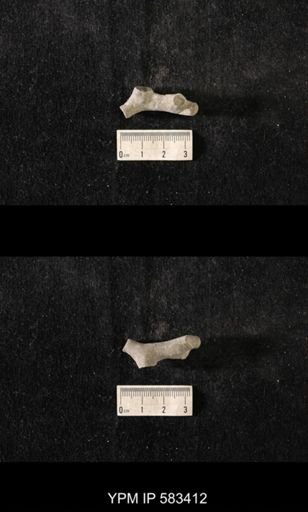 Hallopora andrewsi