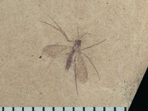 undet. Mycetophilidae