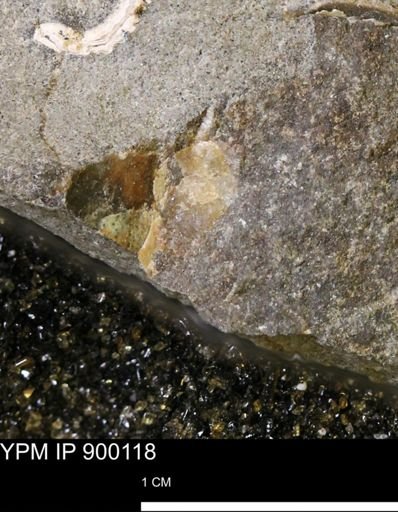 undet. Mollusca