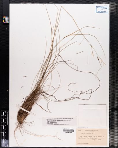 Piptochaetium avenaceum