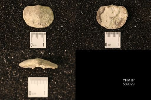 Dinorthis subquadrata