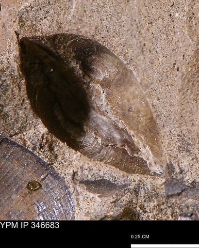 Limopsis striatopunctatus
