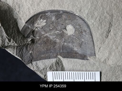 Eurypterus dekayi