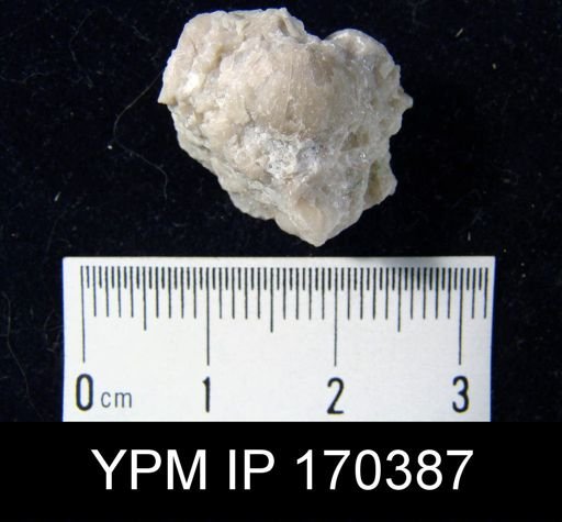 Leptella?